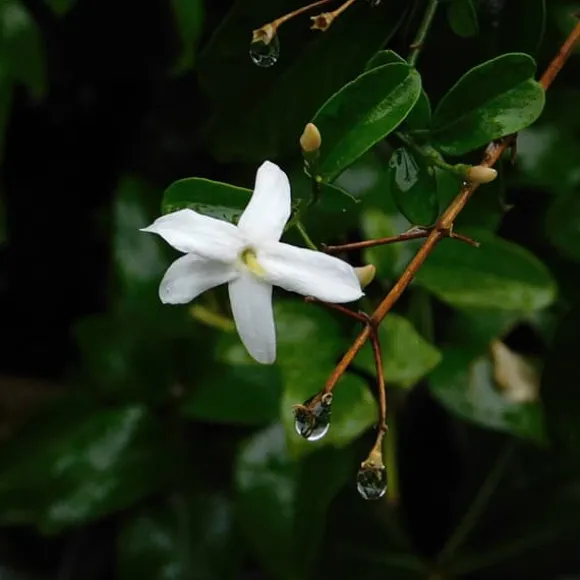 Stjernejasmin - Sæt med 6 - Jasminum 'Officinale' - Højde 25-40cm - ⌀9cm