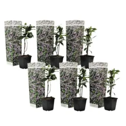 Stjernejasmin - Sæt med 6 - Trachelospermum jasminoides - Højde 25-40cm - ⌀9cm