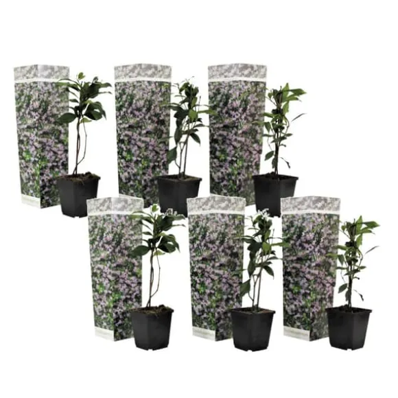 Stjernejasmin - Sæt med 6 - Trachelospermum jasminoides - Højde 25-40cm - ⌀9cm
