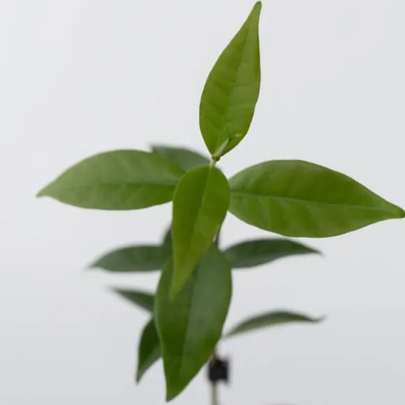 Stjernejasmin - Sæt med 6 - Trachelospermum jasminoides - Højde 25-40cm - ⌀9cm