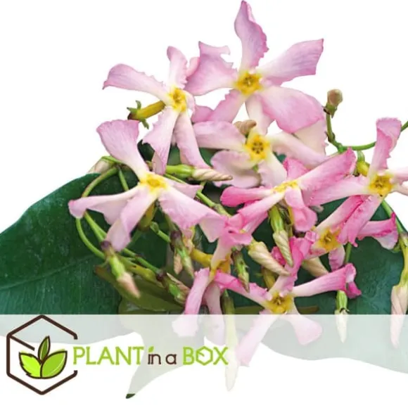 Stjernejasmin - Sæt med 6 - Trachelospermum jasminoides - Højde 25-40cm - ⌀9cm