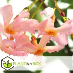 Stjernejasmin - Sæt med 6 - Trachelospermum jasminoides - Højde 25-40cm - ⌀9cm