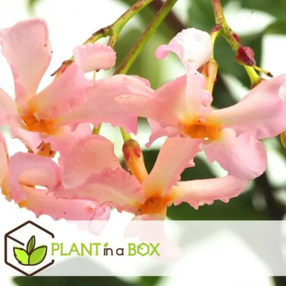 Stjernejasmin - Sæt med 6 - Trachelospermum jasminoides - Højde 25-40cm - ⌀9cm