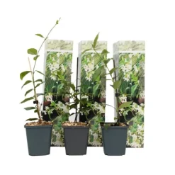 Stjernejasmin - Sæt med 3 - Trachelospermum jasminoides - Højde 25-40cm - ⌀9cm