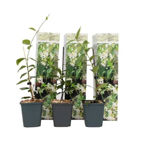 Stjernejasmin - Sæt med 3 - Trachelospermum jasminoides - Højde 25-40cm - ⌀9cm