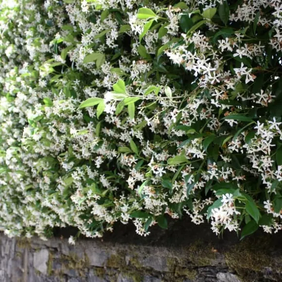 Stjernejasmin - Sæt med 3 - Trachelospermum jasminoides - Højde 25-40cm - ⌀9cm