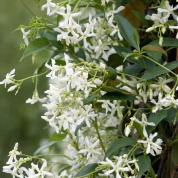 Stjernejasmin - Sæt med 3 - Trachelospermum jasminoides - Højde 25-40cm - ⌀9cm