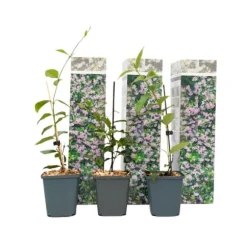 Stjernejasmin - Sæt med 3 - Trachelospermum jasminoides - Højde 25-40cm - ⌀9cm