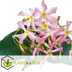 Stjernejasmin - Sæt med 3 - Trachelospermum jasminoides - Højde 25-40cm - ⌀9cm