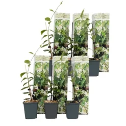Stjernejasmin - Sæt med 6 - Trachelospermum jasminoides - Højde 25-40cm - ⌀9cm