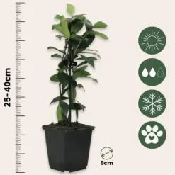 Stjernejasmin - Sæt med 6 - Trachelospermum jasminoides - Højde 25-40cm - ⌀9cm