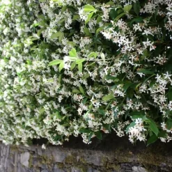 Stjernejasmin - Sæt med 6 - Trachelospermum jasminoides - Højde 25-40cm - ⌀9cm