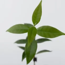 Stjernejasmin - Sæt med 6 - Trachelospermum jasminoides - Højde 25-40cm - ⌀9cm