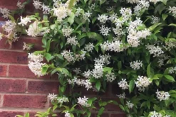Stjernejasmin - Sæt med 6 - Trachelospermum jasminoides - Højde 25-40cm - ⌀9cm