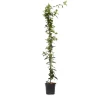 Stjernejasmin - Trachelospermum jasminoides - Højde 110-120cm - ⌀17cm