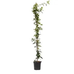 Stjernejasmin - Trachelospermum jasminoides - Højde 110-120cm - ⌀17cm