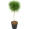 Østrigsk fyr - Pinus 'Summer Breeze' - Højde 70-80cm - ⌀24cm