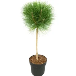 Østrigsk fyr - Pinus 'Summer Breeze' - Højde 70-80cm - ⌀24cm