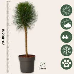 Østrigsk fyr - Pinus 'Summer Breeze' - Højde 70-80cm - ⌀24cm
