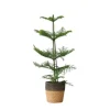 Stuegran - Araucaria heterophylla - Højde 50-60cm - ⌀17cm
