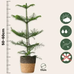 Stuegran - Araucaria heterophylla - Højde 50-60cm - ⌀17cm