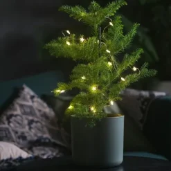 Stuegran - Araucaria heterophylla - Højde 50-60cm - ⌀17cm