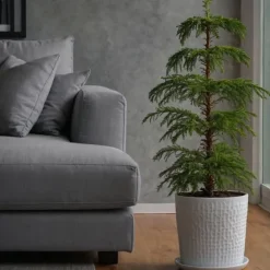 Stuegran - Araucaria heterophylla - Højde 50-60cm - ⌀17cm