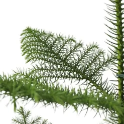 Stuegran - Araucaria heterophylla - Højde 50-60cm - ⌀17cm