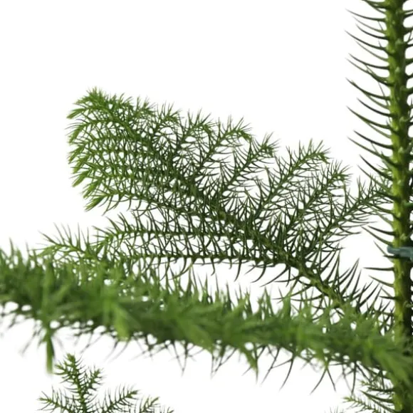 Stuegran - Araucaria heterophylla - Højde 50-60cm - ⌀17cm