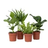 Stueplanter 'Green Quartet' - Sæt med 4 - Højde 25-40cm - ⌀12cm