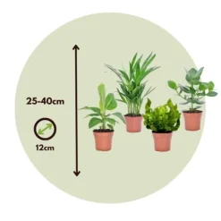 Stueplanter 'Green Quartet' - Sæt med 4 - Højde 25-40cm - ⌀12cm