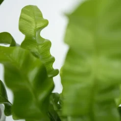 Stueplanter 'Green Quartet' - Sæt med 4 - Højde 25-40cm - ⌀12cm