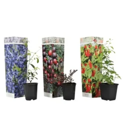 Superfrugt - Sæt med 3 - Actinidia, Vaccinium - Højde 25-40cm - ⌀9cm