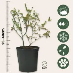 Superfrugt - Sæt med 3 - Actinidia, Vaccinium - Højde 25-40cm - ⌀9cm