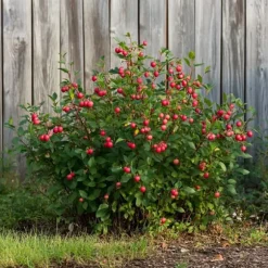 Superfrugt - Sæt med 3 - Actinidia, Vaccinium - Højde 25-40cm - ⌀9cm