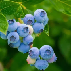 Superfrugt - Sæt med 3 - Actinidia, Vaccinium - Højde 25-40cm - ⌀9cm