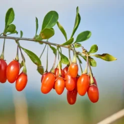 Superfrugt - Sæt med 3 - Actinidia, Vaccinium - Højde 25-40cm - ⌀9cm