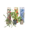 Superfrugt - Sæt med 6 - Actinidia, Vaccinium - Højde 25-40cm - ⌀9cm