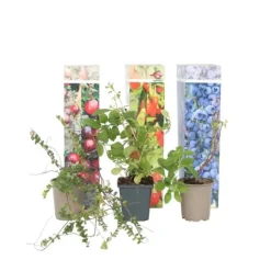 Superfrugt - Sæt med 6 - Actinidia, Vaccinium - Højde 25-40cm - ⌀9cm
