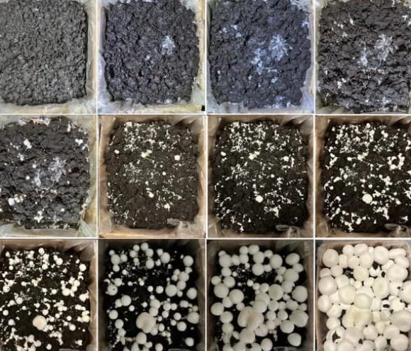 Svampe til dyrkning, svampespire, 30 kg, stort sæt, instruktioner + gratis