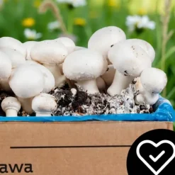 Svampedyrkningssæt 5 kg mycelium Hjemmesvampedyrkning + Gratis