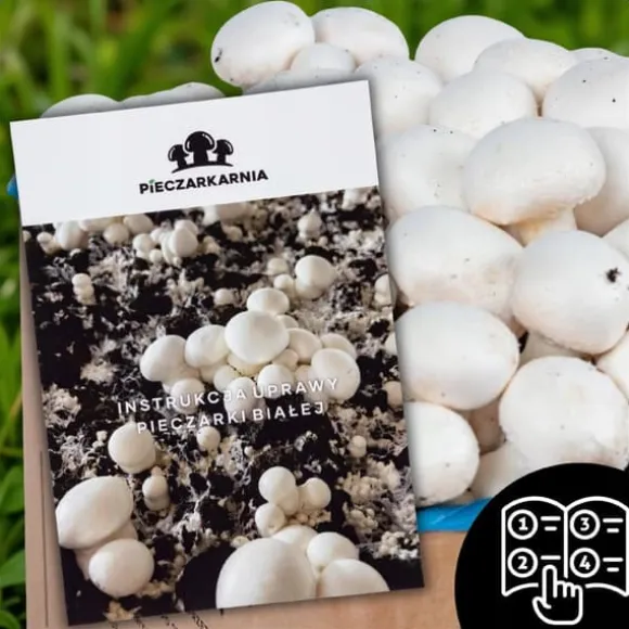 Svampedyrkningssæt 5 kg mycelium Hjemmesvampedyrkning + Gratis