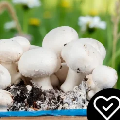 Svampemycelium 3-faset 20 kg dyrkningssæt ballesubstrat + tørv 9 kg