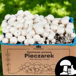 Svampemycelium 3-faset 20 kg dyrkningssæt ballesubstrat + tørv 9 kg