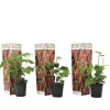 Taybær - Sæt med 3 - Rubus 'Tayberry' - Højde 25-40cm - ⌀9cm