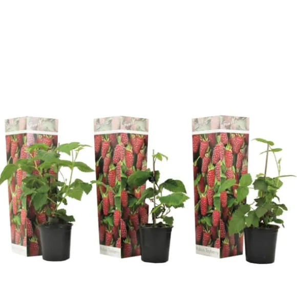 Taybær - Sæt med 3 - Rubus 'Tayberry' - Højde 25-40cm - ⌀9cm