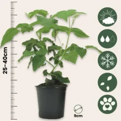 Taybær - Sæt med 3 - Rubus 'Tayberry' - Højde 25-40cm - ⌀9cm