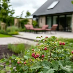 Taybær - Sæt med 3 - Rubus 'Tayberry' - Højde 25-40cm - ⌀9cm