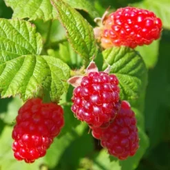 Taybær - Sæt med 3 - Rubus 'Tayberry' - Højde 25-40cm - ⌀9cm