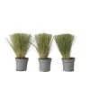 Thorvaldsens hår - Sæt 3 - Stipa tenuifolia 'Pony Tails' - Højde 20-30cm - ⌀9cm